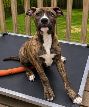 American Bulldog Dogs Available for Adoption in Thompson, Pennsylvania - AYLA | PetCurious