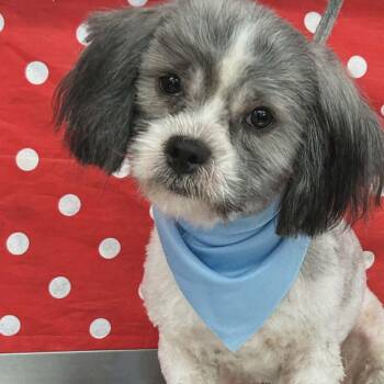 Checkers -  Shih Tzu Dog for Adoption in Mcallen, Texas - Checkers | PetCurious