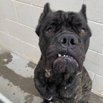 Bors -  Cane Corso Dog for Adoption in Reno, Nevada - Bors | PetCurious