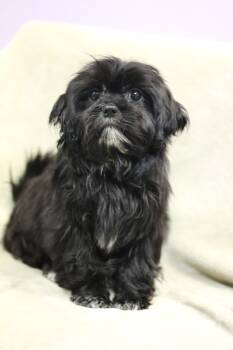 Prince in NH. Come Meet our Adoptable Dogs Wednesday-Saturday. M -  Lhasa Apso Dog for Adoption in Manchester, New Hampshire - Prince In NH. Come Meet Our Adoptable Dogs Wednesday-Saturday. M | PetCurious