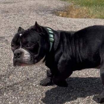 Hoagie -  American Bully Dog for Adoption in Huber Heights, Ohio - Hoagie | PetCurious