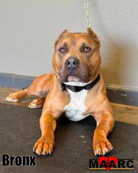 Pit Bull Terrier and Mixed Breed Dogs Available for Adoption in Maryville, Tennessee - Bronx | PetCurious