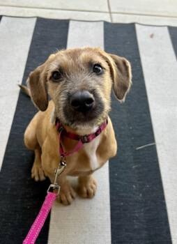 Payton -  Terrier Dog for Adoption in Newport Beach, California - Payton | PetCurious
