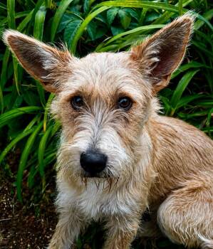 Irish Terrier and Carolina Dog Dogs Available for Adoption in Ooltewah, Tennessee - Rosaline | PetCurious