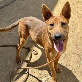 BIRDIE -  German Shepherd Dog and Mixed Breed Dog for Adoption in Ontario, California - BIRDIE | PetCurious