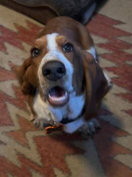 Arthur -  Basset Hound Dog for Adoption in Auburndale, Florida - Arthur | PetCurious