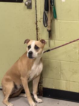 Rescue Pit Bull Terrier Dogs for Adoption in Indianapolis, Indiana - SALLY | PetCurious