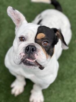 Bulldog Dogs Available for Adoption - Lacy | PetCurious