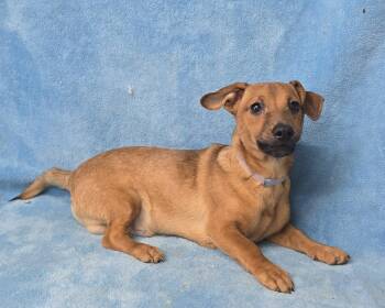 Chihuahua and Dachshund Dogs Available for Adoption in New York, New York - Empire Maker  | PetCurious