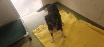 CHOCOLATE -  Mixed Breed Dog for Adoption in Santa Fe, New Mexico - CHOCOLATE | PetCurious