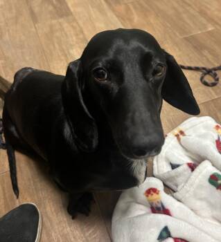 Loki -  Dachshund Dog for Adoption in Pearland, Texas - Loki | PetCurious