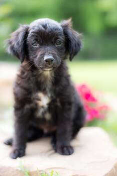 Spaniel and Papillon Dogs Available for Adoption in Coppell, Texas - Emily | PetCurious