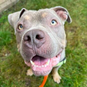 Mixed Breed Dogs Available for Adoption in Pittsburgh, Pennsylvania - Meatball | PetCurious