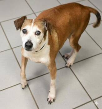 Rescue Parson Russell Terrier and Mixed Breed Dogs for Adoption in Bowling Green, Kentucky - Peanut | PetCurious