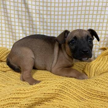 A611666 -  Boxer and Mixed Breed Dog for Adoption in Modesto, California - A611666 | PetCurious