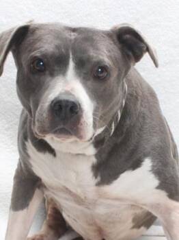 Pit Bull Terrier Dogs Available for Adoption - ACACIA | PetCurious