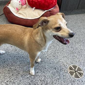 Chihuahua Dogs Available for Adoption in North Battleford, Saskatchewan - Piper | PetCurious