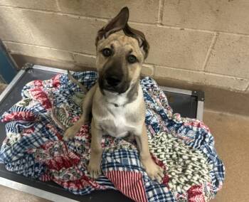 German Shepherd Dog and Mixed Breed Dogs Available for Adoption - BRAD | PetCurious