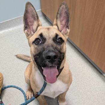 Chunk -  German Shepherd Dog Dog for Adoption in New Castle, Delaware - Chunk | PetCurious