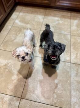 Shih Tzu Dogs Available for Adoption in Mount Meigs, Alabama - Bentley & Berkeley | PetCurious