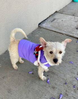 Terrier Dogs Available for Adoption in Escondido, California - Olivia | PetCurious