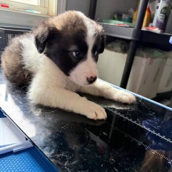 Australian Shepherd Dogs Available for Adoption - Zeus | PetCurious