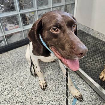 Quarter -  German Shorthaired Pointer Dog for Adoption in Kingman, Kansas - Quarter | PetCurious