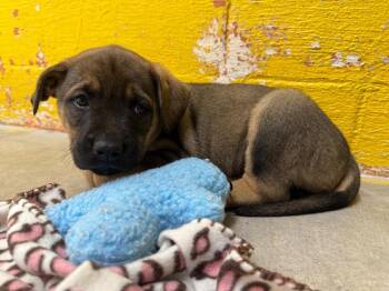 Mixed Breed Dogs Available for Adoption - Nora | PetCurious