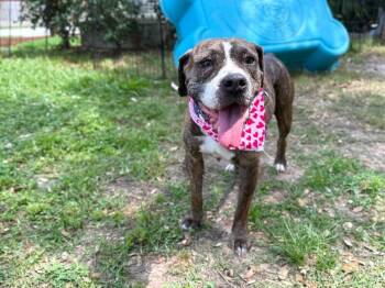 Boxer and Beagle Dogs Available for Adoption in Friendswood, Texas - Ann Marie Wiggle Butt Cuddles | PetCurious