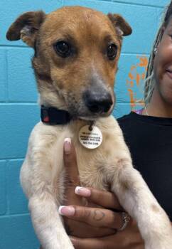 Scooby -  Jack Russell Terrier Dog for Adoption in Greenbelt, Maryland - Scooby | PetCurious