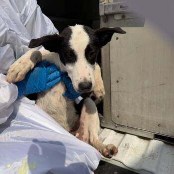 Riddler -  Collie Dog for Adoption in Edinburg, Texas - Riddler | PetCurious