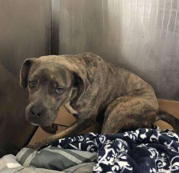 American Bulldog Dogs Available for Adoption in Parma, Ohio - Bo | PetCurious