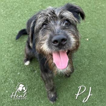 PJ -  German Wirehaired Pointer Dog for Adoption in Youngwood, Pennsylvania - PJ | PetCurious