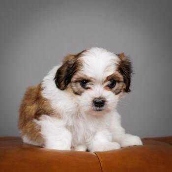 Shih Tzu and Havanese Dogs Available for Adoption - Rue | PetCurious
