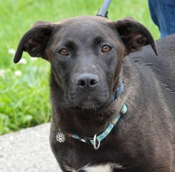 Shepherd and Belgian Shepherd Malinois Dogs Available for Adoption in Millfield, Ohio - Ursula | PetCurious