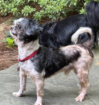 Emmett Cullen -  Shih Tzu Dog for Adoption in Milton, Georgia - Emmett Cullen | PetCurious
