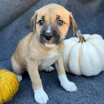 Rescue Spaniel and Terrier Dogs for Adoption in San Diego, California - Speckle Pup - Specks | PetCurious