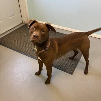 Blue -  Mixed Breed Dog for Adoption in Big Rapids, Michigan - Blue | PetCurious