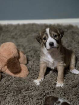 Chihuahua Dogs Available for Adoption - Plum | PetCurious