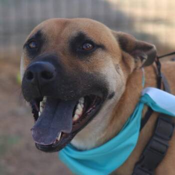 TANK -  Black Mouth Cur Dog for Adoption in San Antonio, Texas - TANK | PetCurious