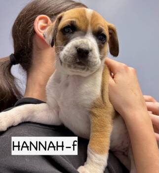 Anatolian Shepherd and Boxer Dogs Available for Adoption - Hannah | PetCurious