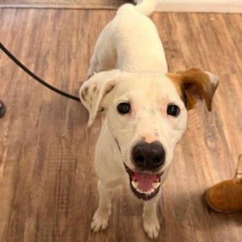 Arnold -  Mixed Breed Dog for Adoption in Westland, Michigan - Arnold | PetCurious