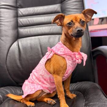 Shay Shay -  Miniature Pinscher and Mixed Breed Dog for Adoption in Gainesville, Florida - Shay Shay | PetCurious