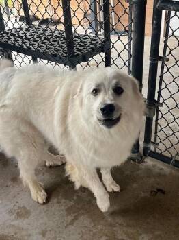 Great Pyrenees Dogs Available for Adoption in Bolivar, Missouri - Willow Mae | PetCurious