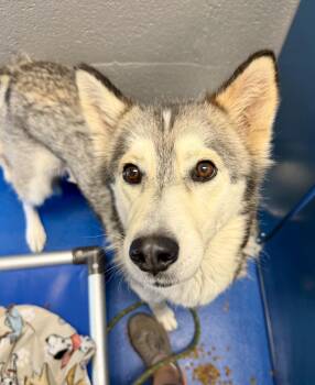 Jean -  Siberian Husky Dog for Adoption in Lancaster, South Carolina - Jean | PetCurious