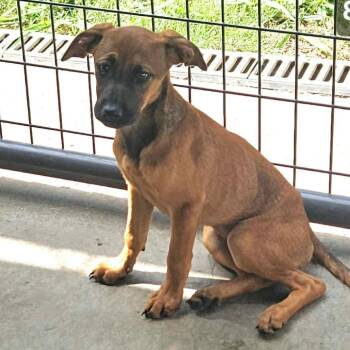 Flossie -  Cairn Terrier and Mixed Breed Dog for Adoption in Kansas City, Missouri - Flossie | PetCurious