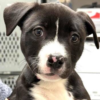 Rescue American Bulldog and German Shepherd Dog Dogs for Adoption in Warrenton, Oregon - Aspen (Camp P9) | PetCurious