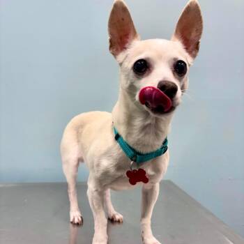 Jasmine -  Chihuahua Dog for Adoption in Portland, Oregon - Jasmine | PetCurious