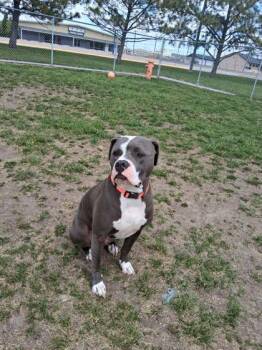 Suku -  Pit Bull Terrier and Mixed Breed Dog Available for Adoption in Scottsbluff, Nebraska - Suku | PetCurious