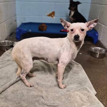 Dovie -  Chihuahua Dog for Adoption in Wahiawa, Hawaii - Dovie | PetCurious